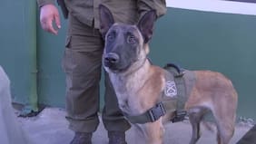 Debuta el primer perro policial detector de armas en operativo policial en Puente Alto y Colina: hay cinco detenidos