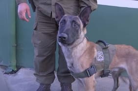 Debuta el primer perro policial detector de armas en operativo policial en Puente Alto y Colina: hay cinco detenidos