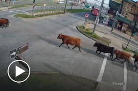 Camión ganadero se volcó y provocó la fuga de 30 vacas en Temuco: novillos son buscados