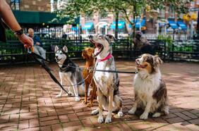 Desde bancos a bares: La cultura pet friendly llegó para quedarse