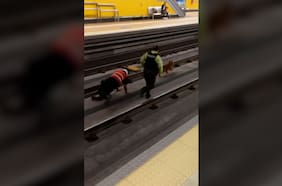 ¡Protagonizó persecución!: Perro paralizó el metro de Quito