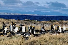 Los sorprendentes efectos sobre el cambio climático descubiertos en excrementos del pingüino