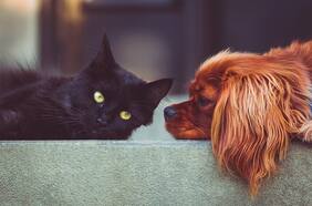 Registro Nacional de Mascotas: cómo inscribir a los animales y cuáles son los requisitos