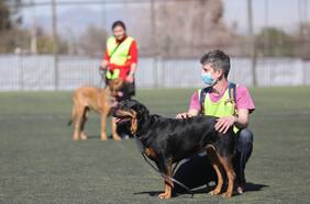 “Bajo ningún punto de vista esos perros debiesen volver”: rottweilers que atacaron a niña de cinco años en La Reina reciben adiestramiento