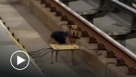 Perrito interrumpió frecuencia de trenes de la línea 4 del Metro: fue rescatado y está a salvo