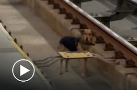 Perrito interrumpió frecuencia de trenes de la línea 4 del Metro: fue rescatado y está a salvo