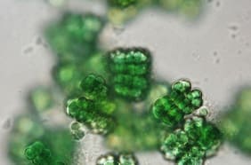 Chroococcidiopsis: la misteriosa bacteria del desierto de Atacama que ayudará a colonizar la Luna y Marte