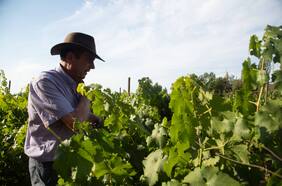 Tipaume: el imperdible bed & breakfast para descansar en medio de una viña biodinámica