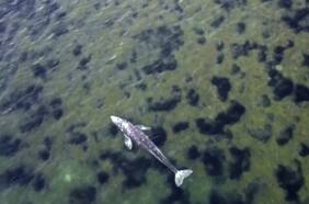 Calentamiento global provoca graves alteraciones en rutas migratorias de ballenas