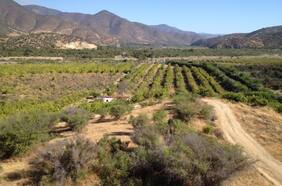 Tierras en Curacaví y Curiñanco, criptomonedas y una gran estafa: los norteamericanos libertarios que se fueron de Chile por los cambios políticos