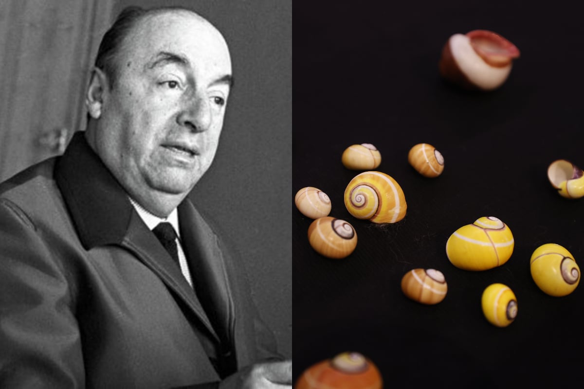 Pablo Neruda, malacólogo: Universidad de Chile reabre la gran muestra de caracolas del poeta