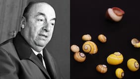 Pablo Neruda, malacólogo: Universidad de Chile reabre la gran muestra de caracolas del poeta