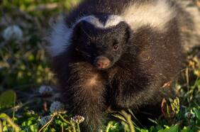 Cámaras trampas muestran cómo gatos y perros están depredando a los carnívoros de la zona central