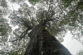 Conaf ingresa denuncia por daño ambiental a la Fiscalía Regional de Los Ríos tras extracción de corteza al Coihue Abuelo