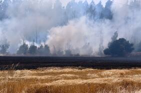 Directora de Conaf confirma intencionalidad en incendios en La Araucanía: “Lo podemos decir con propiedad”
