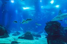 Para fin de siglo, el océano será casi tres veces más ácido a causa del CO2