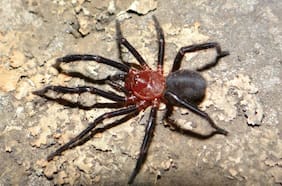 Cómo es la nueva especie de araña que fue descubierta en Talca