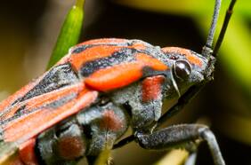 Chinche del arce: conoce cómo controlar la plaga de estos insectos