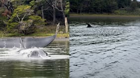 Exitoso rescate de una ballena Sei juvenil que varó tras ataque de orcas en Puerto Williams