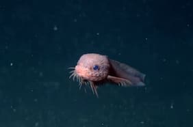 Descubren una nueva especie de pez a más de 3 mil metros de profundidad