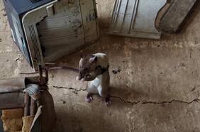 Estas ratas con mochilas son entrenadas para rescatar sobrevivientes en un terremoto