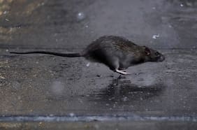 El número de ratas está creciendo y los científicos creen haber descubierto por qué