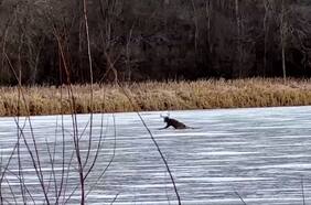 Bomberos rescatan a un venado atrapado en un lago congelado en EE.UU.