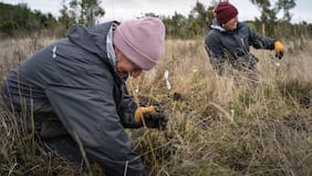 Festival Pala en Mano busca restaurar bosque nativo degradado en Puerto Varas