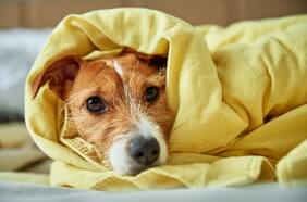 SuperZoo: Un Paraíso para las mascotas y sus dueños