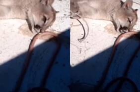 Colmevet se suma a acciones judiciales por maltrato y muerte de pumas en Cochamó: “Nada justifica la crueldad y la tortura”