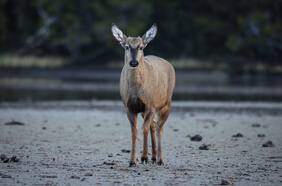 Todos los detalles del inédito avistamiento del huemul en la costa magallánica
