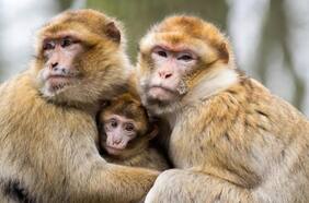 Monos infectados con nuevo coronavirus desarrollaron inmunidad a corto plazo