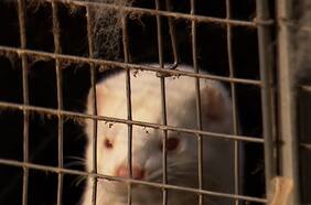 Granjeros vacunarán a toda la población de visones en el país contra el Covid-19