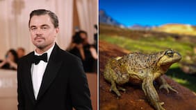 ¿Por qué a Leonardo DiCaprio le interesa salvar a las ranitas pehuenches de Chile?