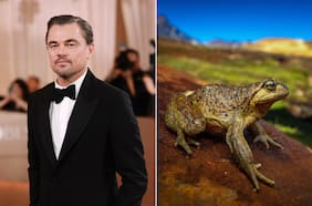 ¿Por qué a Leonardo DiCaprio le interesa salvar a las ranitas pehuenches de Chile?