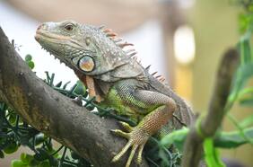 Mundo Animal: lo que debes saber para visitar el mini zoo gratis en Las Condes