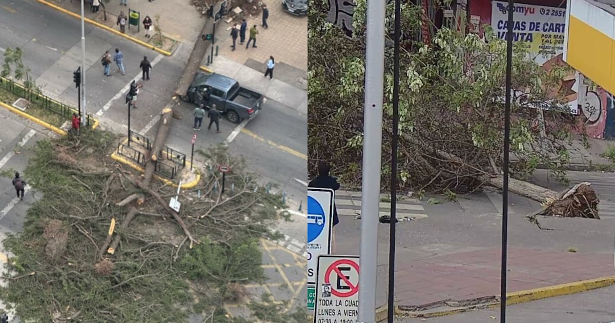 Caídas de árboles y cortes de luz: los efectos de las precipitaciones en el país