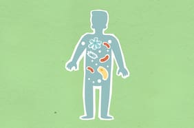 Científicos encuentran un compuesto natural que ayuda a sanar el intestino