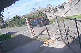 Video: atrapó a un ladrón, lo ató a su auto y lo arrastró por varias cuadras