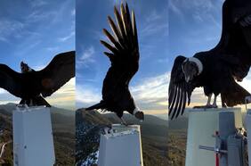 El sorprendente encuentro entre un cóndor y un fotógrafo en Machalí