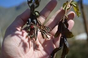 Científicos chilenos desarrollan químico para evitar pérdidas agrícolas por heladas