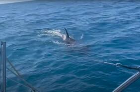 Video: manada de orcas ataca a las embarcaciones de la Ocean Race