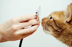 Hongo brasileño que afecta a gatos: experta explica cómo prevenir contagio y de qué forma se puede tratar