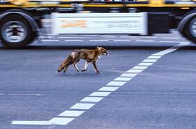 Por primera vez un estudio en Chile vigilará qué hacen los zorros cuando deambulan por la ciudad