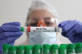 “No estamos preparados”: Temor mundial por posibilidad que H5N1 sea la próxima pandemia
