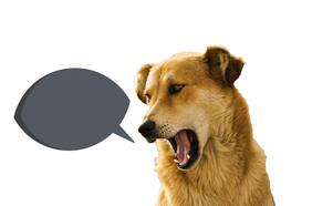 ¿Los perros realmente pueden comunicarse presionando botones? Esto es lo que dice la ciencia