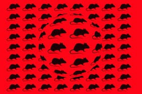 Cómo el hantavirus se convirtió en una preocupación mundial