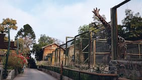 Nuevo aviso de bomba: Carabineros desaloja ahora el zoológico de Parque Metropolitano