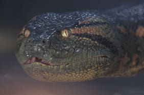 Rumor apunta a que Paul Rudd y Pedro pascal podrían protagonizar un reinicio de Anaconda