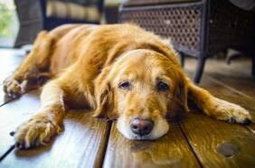 ¿Los perros pueden desarrollar Alzheimer? Esto debes saber, según un experto